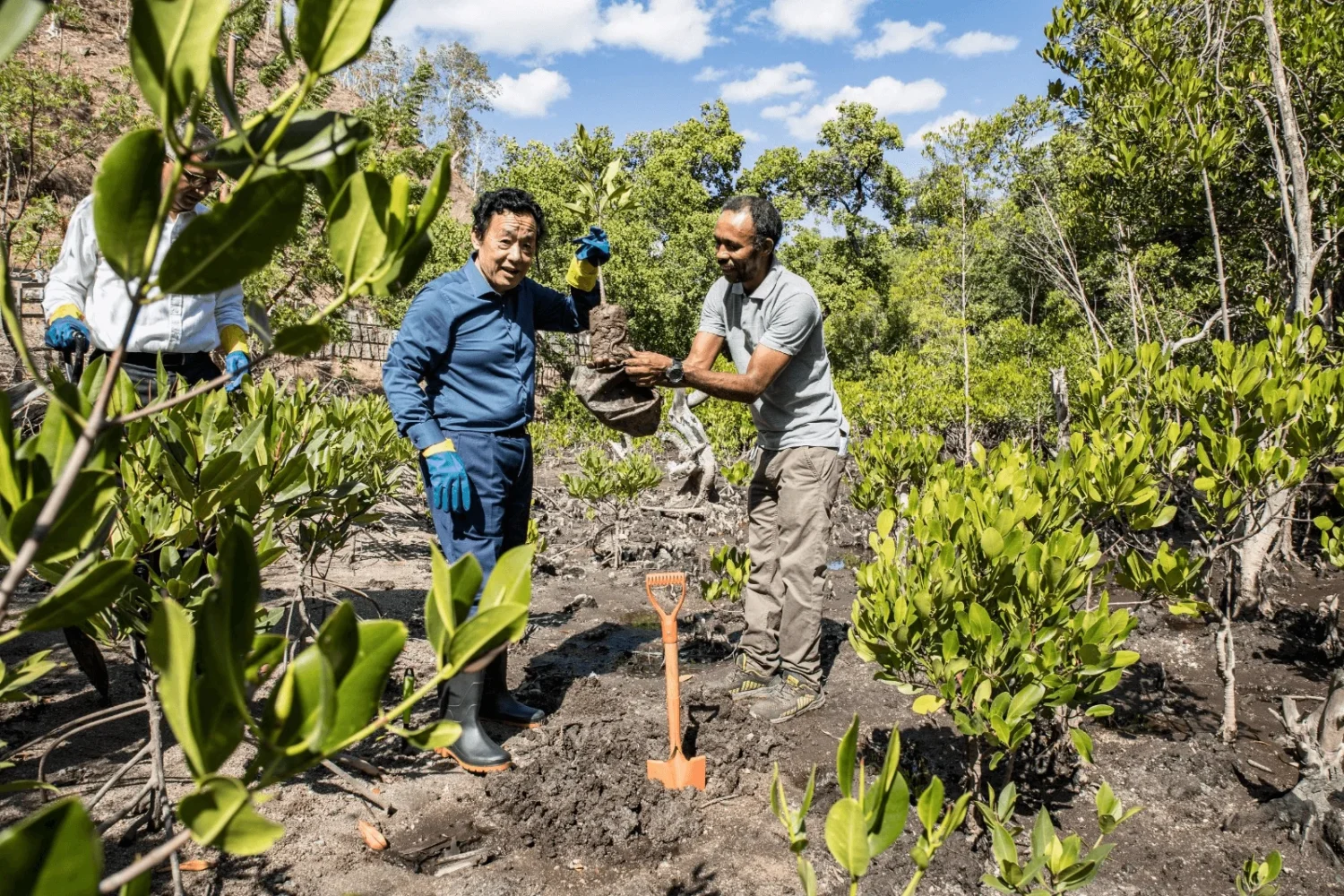 hera mangrove center timor leste